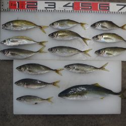 のとじま臨海公園海づりセンター 釣果