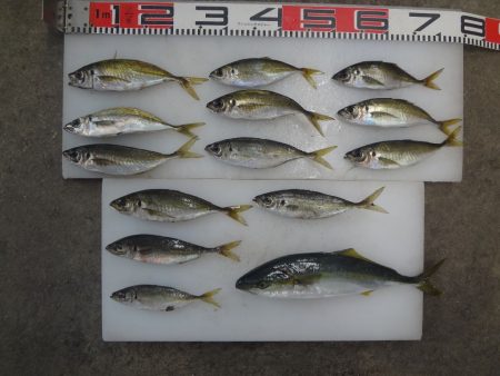 のとじま臨海公園海づりセンター 釣果