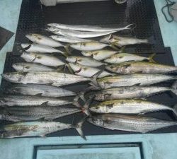 東京湾探釣隊ぼっち 釣果