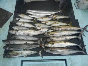 東京湾探釣隊ぼっち 釣果