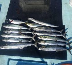 東京湾探釣隊ぼっち 釣果