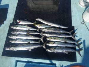 東京湾探釣隊ぼっち 釣果