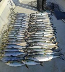 東京湾探釣隊ぼっち 釣果