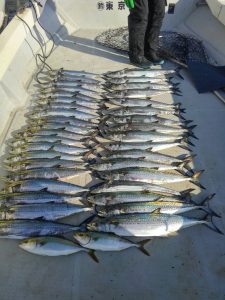 東京湾探釣隊ぼっち 釣果