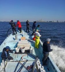 東京湾探釣隊ぼっち 釣果