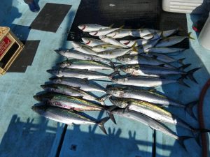 東京湾探釣隊ぼっち 釣果