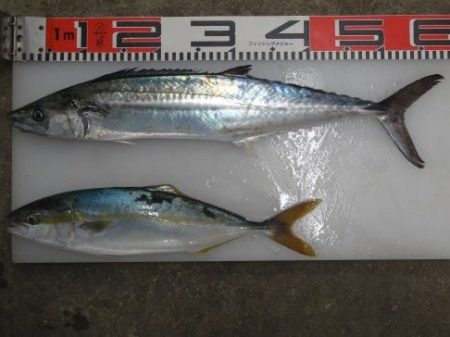 のとじま臨海公園海づりセンター 釣果