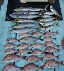 東京湾探釣隊ぼっち 釣果