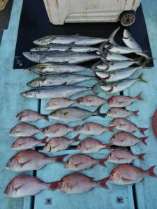東京湾探釣隊ぼっち 釣果