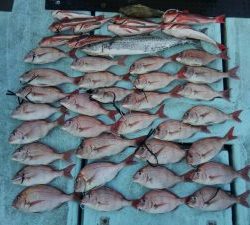 東京湾探釣隊ぼっち 釣果