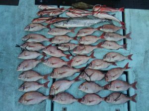 東京湾探釣隊ぼっち 釣果