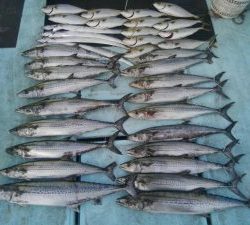 東京湾探釣隊ぼっち 釣果