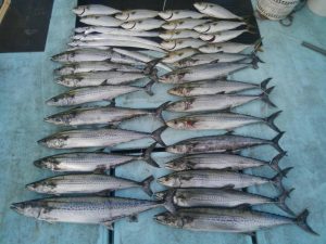 東京湾探釣隊ぼっち 釣果
