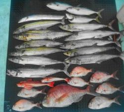 東京湾探釣隊ぼっち 釣果