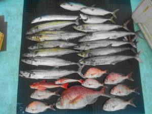 東京湾探釣隊ぼっち 釣果