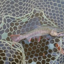 フィッシングエリア帝釈 釣果