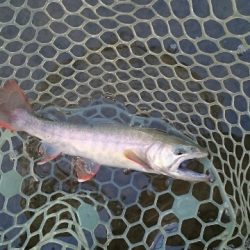 フィッシングエリア帝釈 釣果