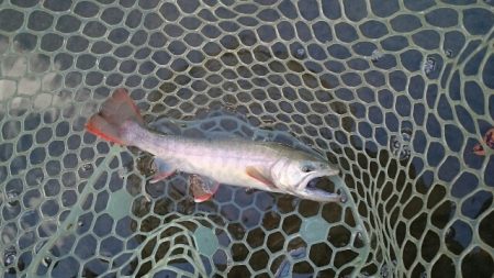 フィッシングエリア帝釈 釣果