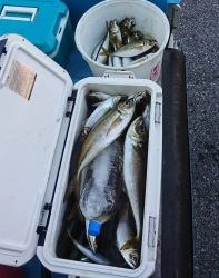 KONAYAーMARU(こなや丸) 釣果