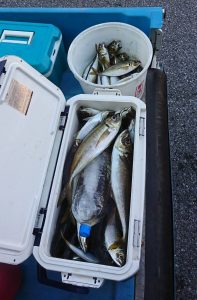 KONAYAーMARU(こなや丸) 釣果