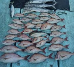 東京湾探釣隊ぼっち 釣果