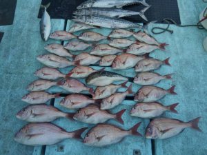 東京湾探釣隊ぼっち 釣果