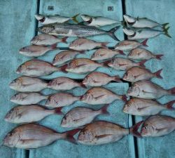 東京湾探釣隊ぼっち 釣果