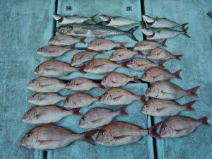 東京湾探釣隊ぼっち 釣果