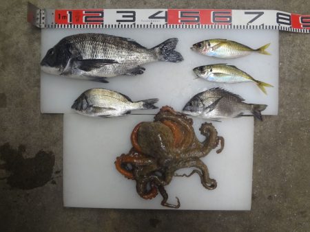 のとじま臨海公園海づりセンター 釣果