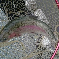 フィッシングエリア帝釈 釣果