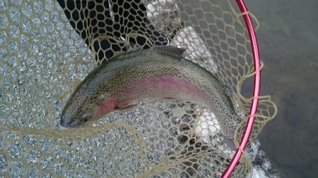 フィッシングエリア帝釈 釣果