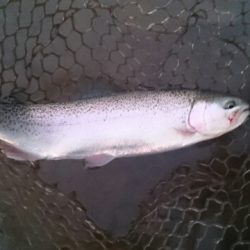 フィッシングエリア帝釈 釣果