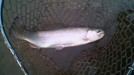 フィッシングエリア帝釈 釣果