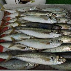 フィッシングボート空風(そらかぜ) 釣果