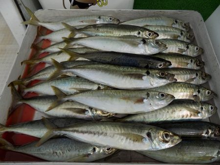 フィッシングボート空風（そらかぜ） 釣果