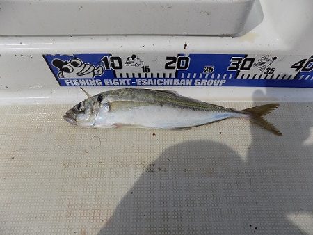 フィッシングボート空風(そらかぜ) 釣果