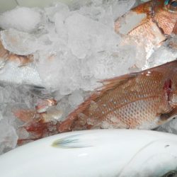 こうゆう丸 釣果