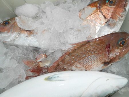 こうゆう丸 釣果