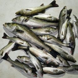 TOPGUN名古屋 釣果