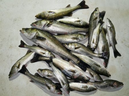 TOPGUN名古屋 釣果