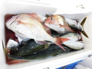 鯛紅丸 釣果