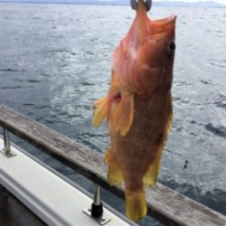 鯛紅丸 釣果