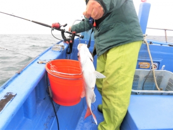 鯛紅丸 釣果