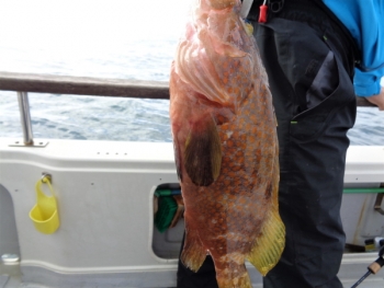 鯛紅丸 釣果