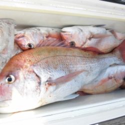 鯛紅丸 釣果