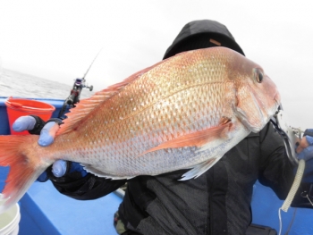 鯛紅丸 釣果