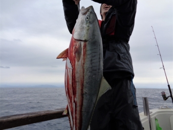 鯛紅丸 釣果