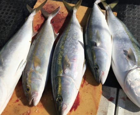 釣船 浦島太郎 釣果