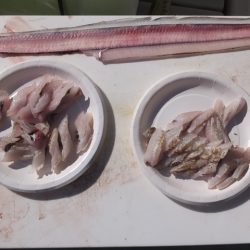 Hit Rush(ヒット ラッシュ) 釣果