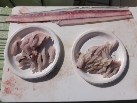 Hit Rush(ヒット ラッシュ) 釣果